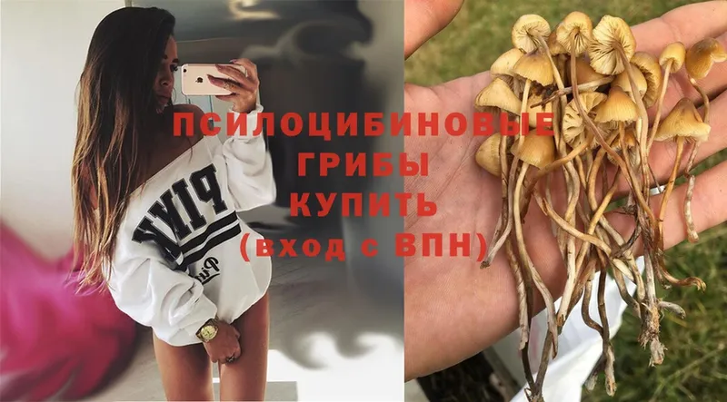 shop какой сайт  МЕГА   Полтавская  где можно купить   Псилоцибиновые грибы прущие грибы 